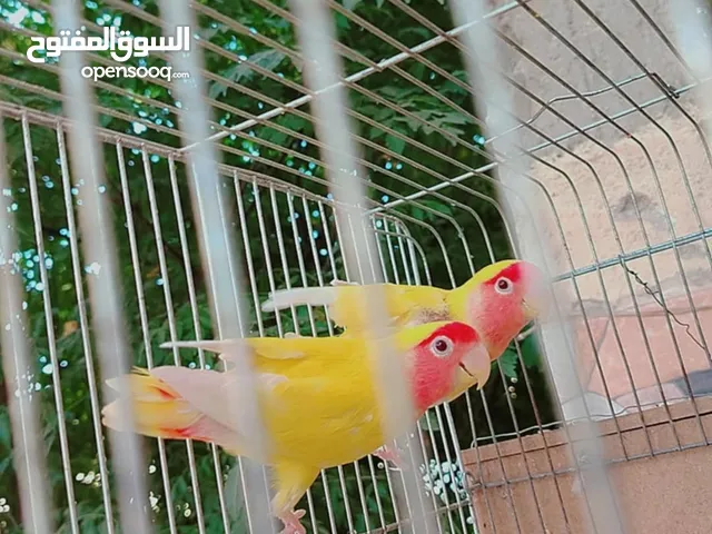 طيور حب و روز و فيشر