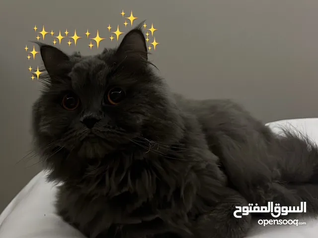 Female cat for adoption”Luna”
