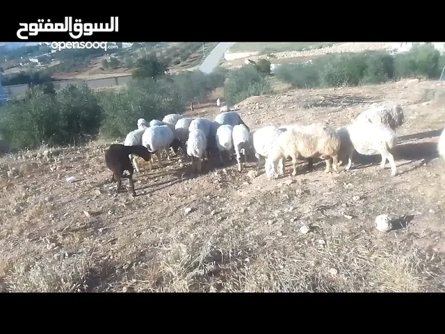 السعر مغري نعاج عدد 17 لحم ضحايا ومقنوي في 3 عشار و7 حليب كفاله.شغل ضحايا