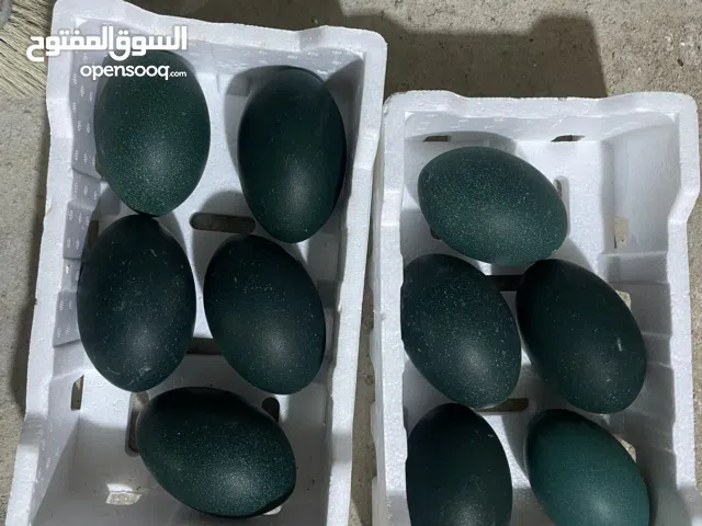 **  نعام الايمو ** الاسترالي