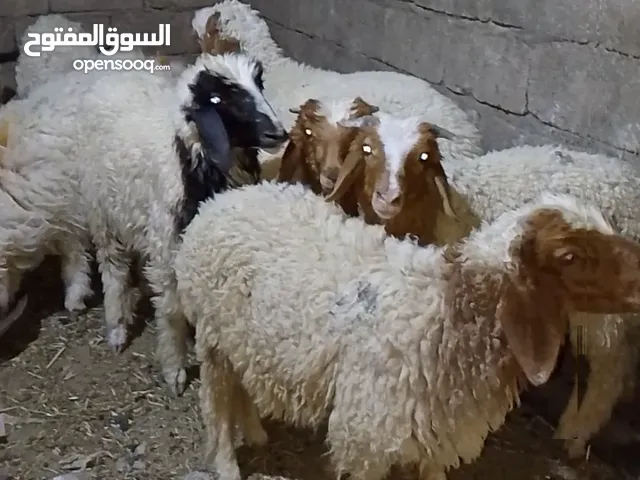 طليان سمان وصاحيات ومالات بيت اللبيع