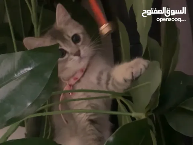 شيرازيهههه