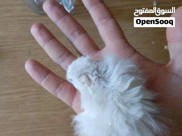 ذكر هامستر أليف شوف الوصف