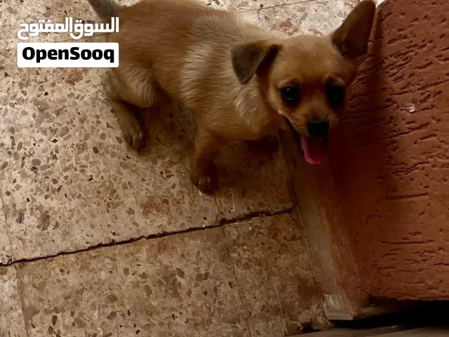جروة تشيهواهوا أنثى عمرها شهرين ونصف