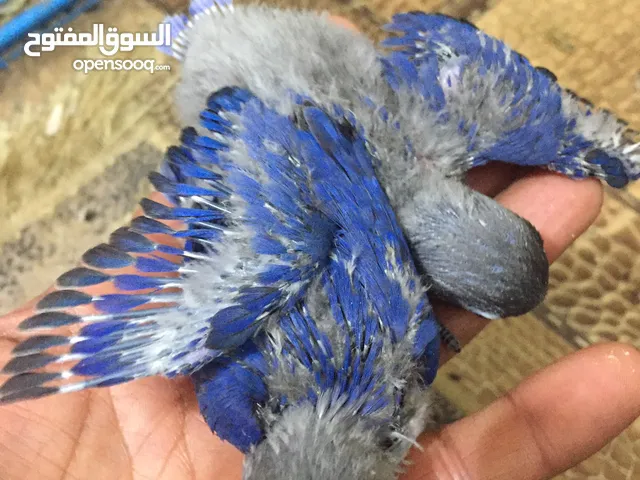 زوج غندوره مع فرخين