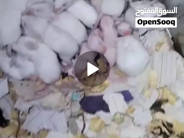 فئران تجارب بيضاء مايس