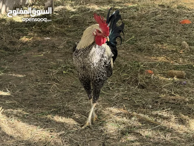 ديك فيومي مصري للبيع حجم جامبو