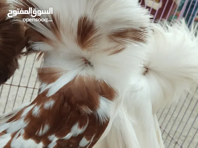 زوج حمام جاكوبين مستوا عالمي تبارك الرحمن.  في عدن السعر 70 الف قابل للتفاوض بالمعقول