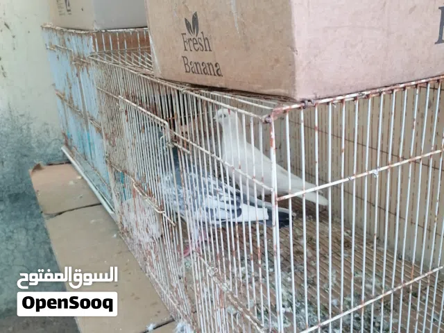 مطلوب حمام جمله بـ400بيسه العدد مفتوح