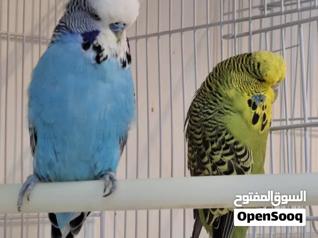 طيور الحب انكليزي