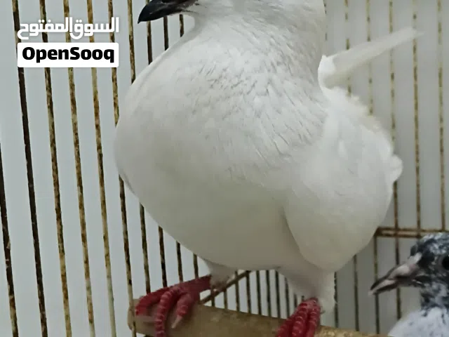 طيور نادر نضيف بتوووووون قفز