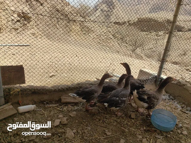 الاوز لاوروبي