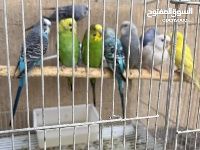 طيور فيشر و روز و بادجي