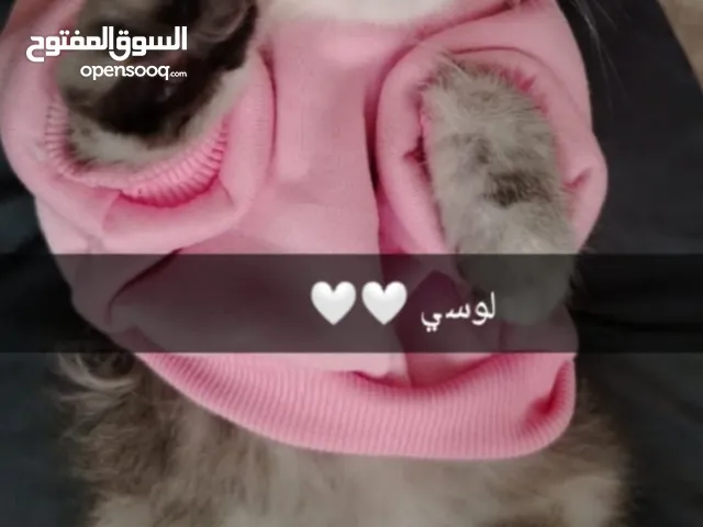 قط شانشيلا هملايا بأحسن صحة