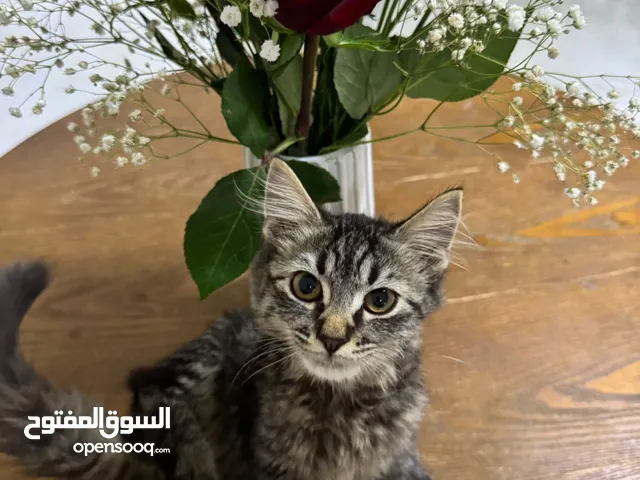 للبيع قطه انثى سلاله تركيه