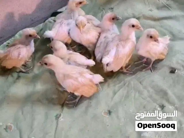 افراخ اسباني للبيع