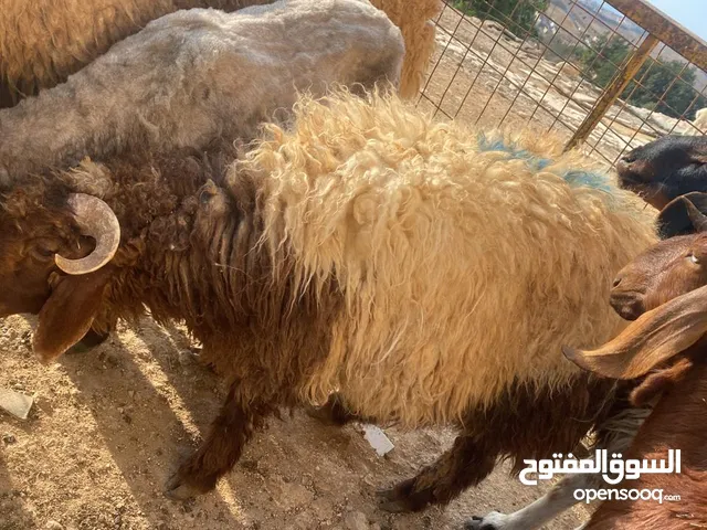 أضاحي للبيع باسعار تنافسية