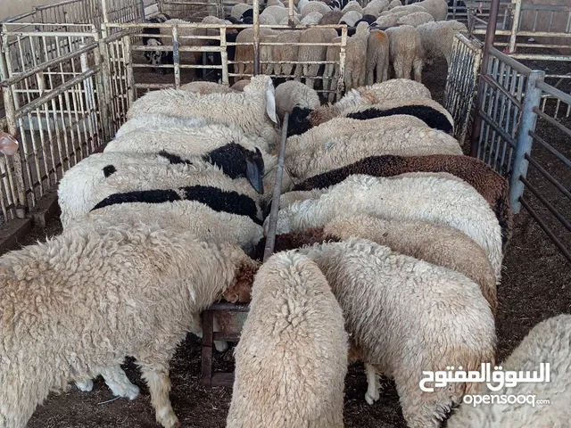 khasmire sheep