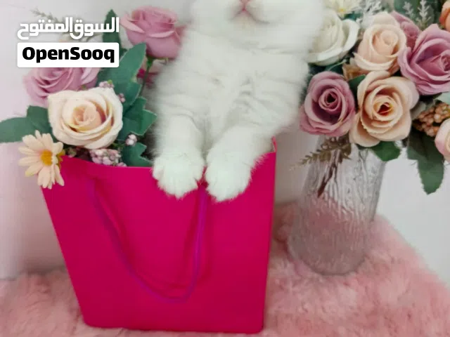 كتن سكوتش مكس شانشيلا