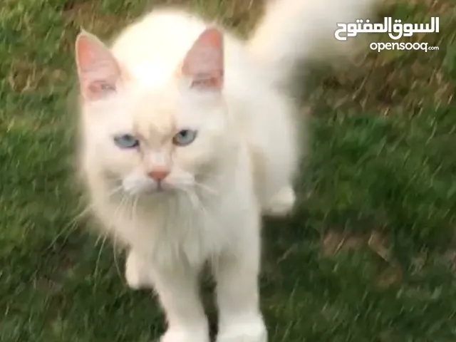 قطة بيضاء سلالة بيرمان
