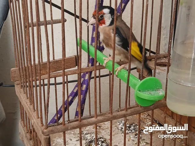 طائر مقنين جدر كلام وداني