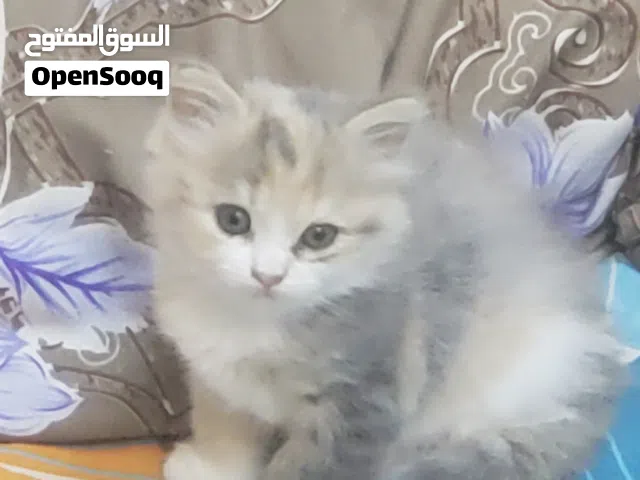 female Persian kitty