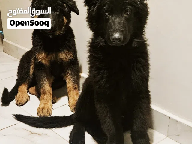 أنثى جيرمن للبيع