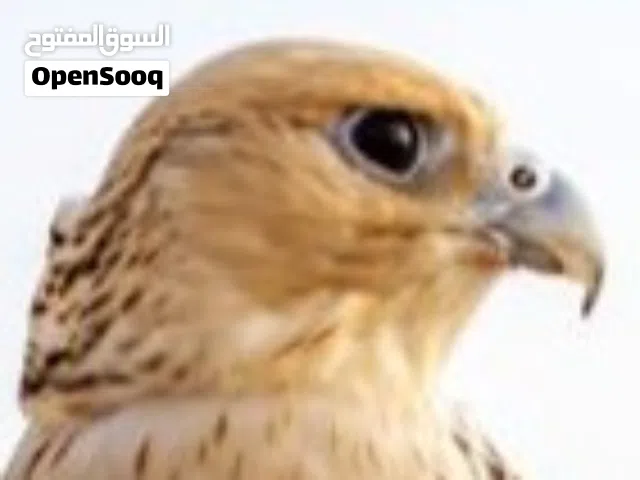 مطلوب مطلوب