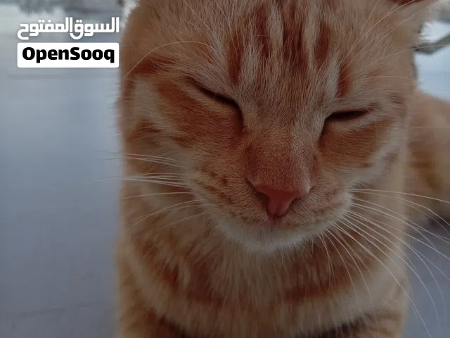 مكس شيرازي وسكوتش