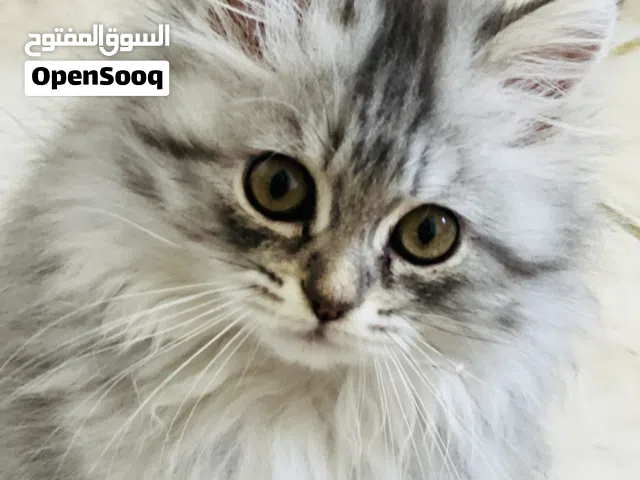 قطة نوع شانشيلا لونغ هير لون رمادي