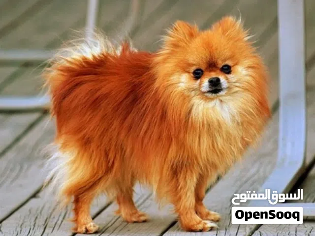 female dog