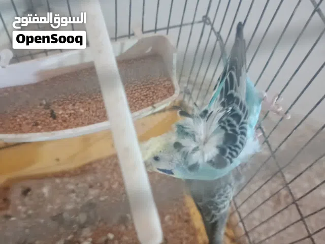 بسم الله ماشالله طيور حب للتفاصيل في الوصف