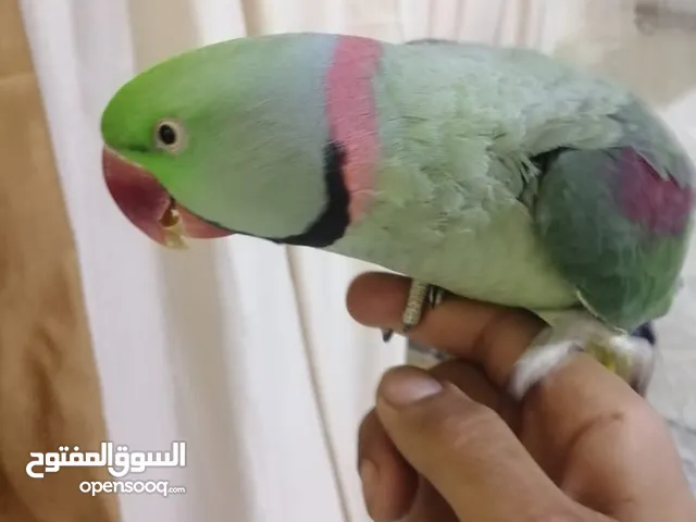 فحل كاسندرا طوق كامل أليف 100%
