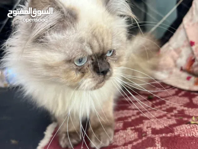 للبيع قط ذكر هملايا حاجه فخمه جداً