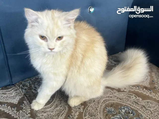 قطط للتبني_____مكاني اليرموك اربع شوارع