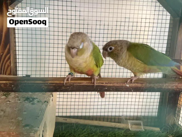 بغبغاء كنيور ثنينه واحد ريله مقطوعه ب1700