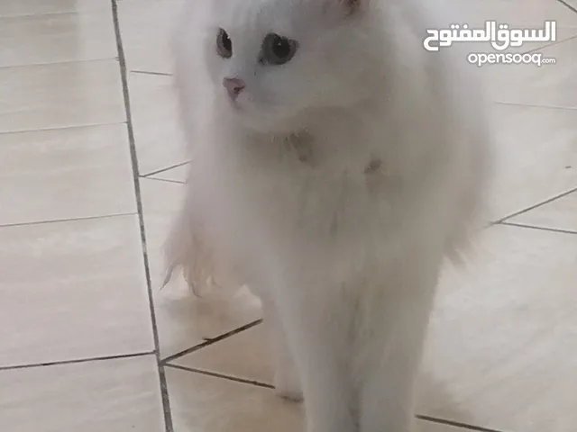 قطه بيضه انثى