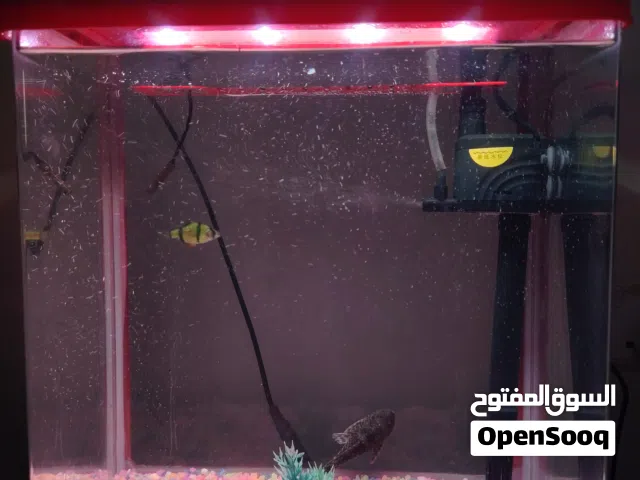حوض اسماك للبيع معاه سمكتين الوصف مهم