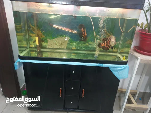 Aquarium with fish and sucker for sale