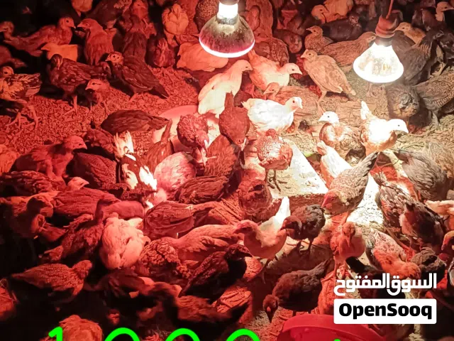 Chicken cannot be cut.