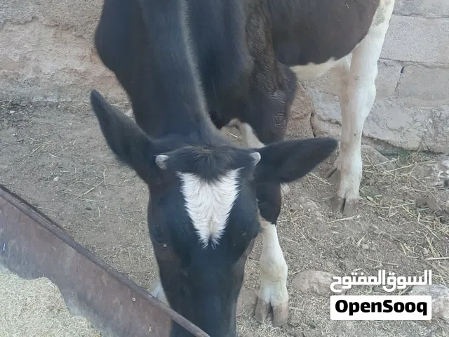 عجله عمرها 11شهر