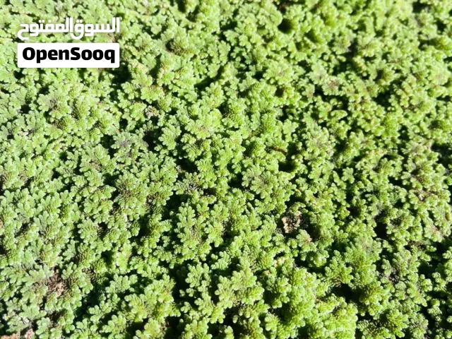 متوفر الازولا في قصر الاخيار العلوص نوعه باناتا خشينه وباقي مميزة في وصف متوفر حت تحويل مصرفي
