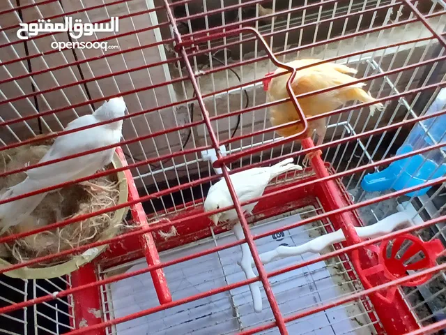 جوز كنار شغال مع فرخهم
