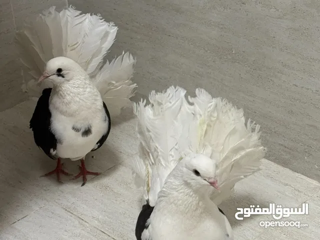 حمام رقاص مفتل