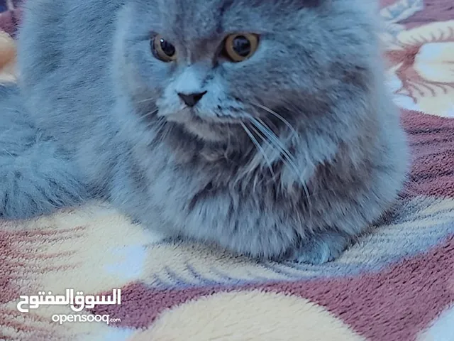 قطة عمر 7 شهور مكس بريتش همالايا قابل للتفاوض