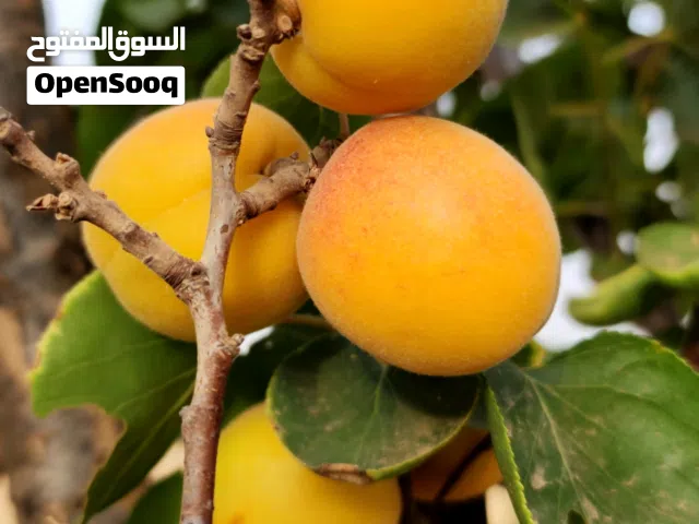 مزرعة قائمة 40 هكتار