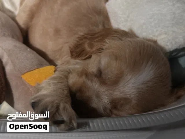 Cocker spaniel