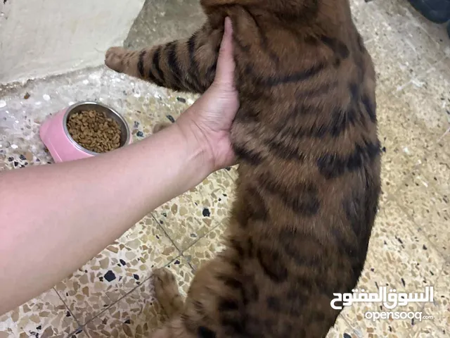 3 Bengal Cats for Sale – 1500 SAR (All Included)
