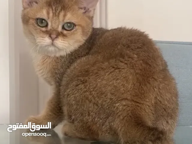 ذكر عمره 7شهور