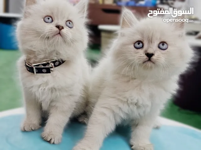 همالايا اقرا الوصف
